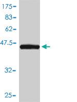 Anti-KIRREL2 Mouse Monoclonal Antibody [clone: 2B9-1D3]