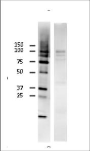 Anti-Rad18 Antibody