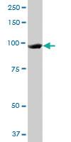 Anti-MCM3 Mouse Monoclonal Antibody [clone: 4F7]