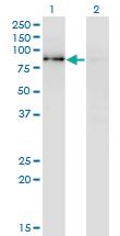 Anti-SCYL3 Mouse Monoclonal Antibody [clone: 3D3]