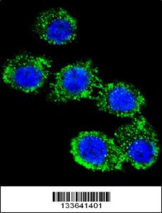 Anti-CD55 Rabbit Polyclonal Antibody (APC (Allophycocyanin))