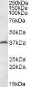 Antibody anti-MEST 100 µg