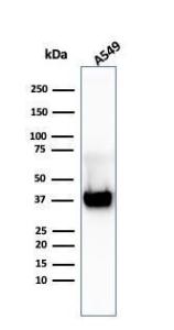 Western blot analysis of A549 cell lysate using Anti-Annexin A1 Antibody [ANXA1/3869R]