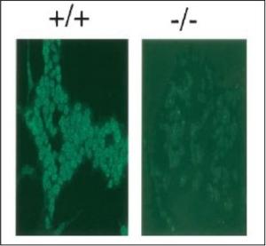 Anti-Rad18 Antibody