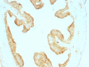 Immunohistochemical analysis of formalin-fixed, paraffin-embedded rat oviduct using Anti-pan Cytokeratin Antibody [KRT/457]