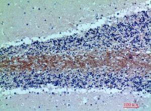 Antibody anti-C7 100 µg