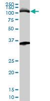 Anti-MCM3 Mouse Monoclonal Antibody [clone: 4F7]