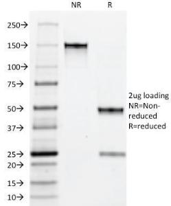 Antibody A254065-100 100 µg