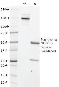 Antibody anti-C-MYC MYC699 100 µg