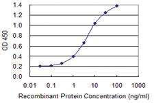 Anti-SCYL3 Mouse Monoclonal Antibody [clone: 3D3]