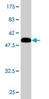 Anti-TAZ Mouse Monoclonal Antibody [clone: 4A10-H3]