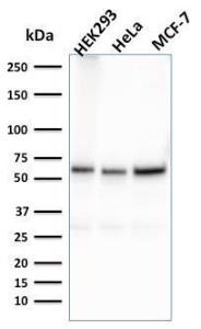 Western blot analysis of HEK293, HeLa, and MCF-7 cell lysates using Anti-FAF1 Antibody [CPTC-FAF1-2]