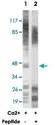 Anti-MAPKAPK2 Rabbit Polyclonal Antibody