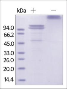 The purity of rhECAD Fc Chimera was determined by SDS-PAGE of reduced (+) and non-reduced (-) rhECAD Fc Chimera and staining overnight with Coomassie Blue.