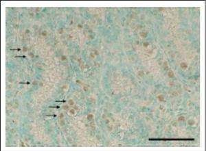 Anti-Rad18 Antibody