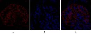 Immunofluorescence analysis of rat kidney tissue using Anti-eIF2 alpha Antibody (red) at 1:200 (4°C overnight). Cy3 labelled secondary antibody was used at 1:300 (RT 50min). Panel A: Target. Panel B: DAPI. Panel C: Merge