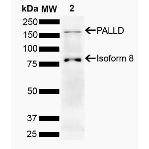 Anti-Palladin Rabbit Polyclonal Antibody