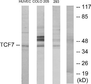 Western blot analysis of lysates from HUVEC, COLO205, and 293 cells using Anti-TCF7 Antibody. The right hand lane represents a negative control, where the antibody is blocked by the immunising peptide