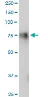 Anti-ADGRG1 Mouse Polyclonal Antibody