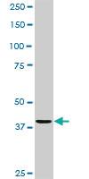 Anti-CDC123 Rabbit Polyclonal Antibody