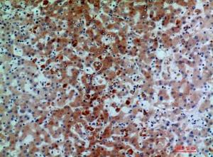 Antibody anti-C7 100 µg