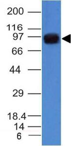 Western blot analysis of A431 cell lysate using Anti-Nucleolin Antibody [NCL/902]