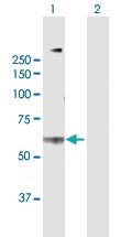 Anti-ADGRG1 Mouse Polyclonal Antibody