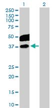 Anti-CDC123 Rabbit Polyclonal Antibody