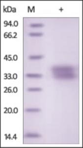 The purity of rh Ephrin-B1 /EFNB1 was determined by DTT-reduced (+) SDS-PAGE and staining overnight with Coomassie Blue.