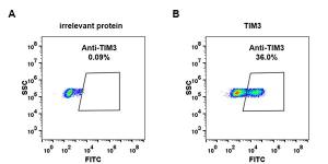 Expi 293 cell line transfected with irrelevant protein (A) and human TIM3 (B) were surface stained with Anti-TIM 3 Antibody [DM82] - Azide free (A317376) at 1 µg/ml followed by Anti-Rabbit IgG Antibody (Alexa 488)