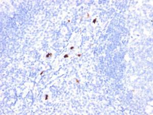 Antibody A254065-100 100 µg