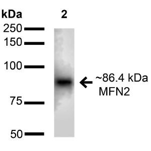 Anti-Mitofusin 2 Rabbit Polyclonal Antibody