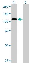 Anti-PCDHGA12 Mouse Polyclonal Antibody