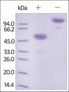 The purity of rh Ephrin-A1 /EFNA1 Fc Chimera was determined by DTT-reduced (+) and non-reduced (-) SDS-PAGE and staining overnight with Coomassie Blue.