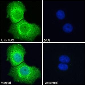 Anti-MAX Antibody (A82896) - Immunofluorescence analysis of paraformaldehyde fixed A431 cells, permeabilized with 0.15% Triton. Primary incubation 1hr (10 µg/ml) followed by Alexa Fluor 488 secondary antibody (2 µg/ml), showing cytoplasmic and nuclear staining