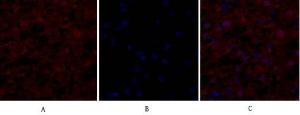 Immunofluorescence analysis of human liver tissue using Anti-eIF2 alpha Antibody (red) at 1:200 (4°C overnight). Cy3 labelled secondary antibody was used at 1:300 (RT 50min). Panel A: Target. Panel B: DAPI. Panel C: Merge