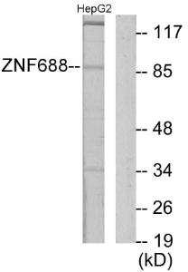 Antibody anti-ZNF785 100 µg