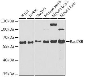 Western blot analysis of extracts of various cell lines, using Anti-hHR23b Antibody (A306047) at 1:1,000 dilution The secondary antibody was Goat Anti-Rabbit IgG H&L Antibody (HRP) at 1:10,000 dilution Lysates/proteins were present at 25 µg per lane