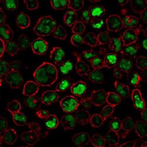 Immunofluorescent analysis of PFA fixed K562 cells stained with Anti-Nucleolin Antibody [NCL/902] followed by Goat Anti-Mouse IgG (CF and #174; 488) (Green). Membrane is stained with Phalloidin-CF and #174; 640