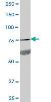 Anti-ADGRG1 Mouse Polyclonal Antibody