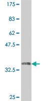 Anti-USP49 Mouse Polyclonal Antibody