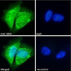 Anti-MAX Antibody (A82896) - Immunofluorescence analysis of paraformaldehyde fixed U251 cells, permeabilized with 0.15% Triton. Primary incubation 1hr (10 µg/ml) followed by Alexa Fluor 488 secondary antibody (2 µg/ml), showing cytoplasmic and nuclear staining