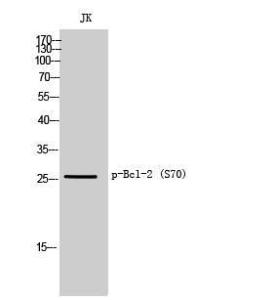 Anti-Bcl2 alpha Rabbit Polyclonal Antibody