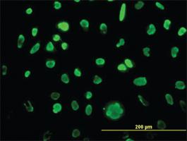 Anti-MCM3 Mouse Monoclonal Antibody [clone: 4F7]