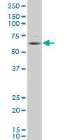 Anti-DPYSL4 Mouse Polyclonal Antibody