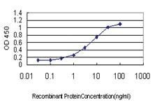 Anti-ACOT11 Mouse Monoclonal Antibody [clone: 4D1]