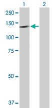 Anti-NLRP2 Rabbit Polyclonal Antibody