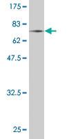 Anti-MAPK8 Mouse Monoclonal Antibody [clone: 2F11]