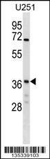 Anti-NAPG Rabbit Polyclonal Antibody (AP (Alkaline Phosphatase))