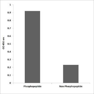 ELISA for immunogen phosphopeptide (left) and non-phosphopeptide (right) using Anti-BCL2 (phospho Ser70) Antibody